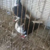 جفت ساده عروسک بدون غلط|پرنده|گرگان, |دیوار