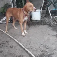 رودبنه|سگ|رودبنه, |دیوار