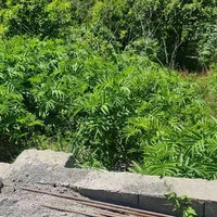 270متر زمین دینارسرا با سند ششدانگ|فروش زمین و ملک کلنگی|نشتارود, |دیوار