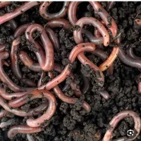 کرم خاکی برای ماهیگیری