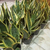 سانسوریا شمشیری سبز و ابلق و کراواتی|گل و گیاه طبیعی|بندر ماهشهر, |دیوار