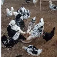 فروش انواع نژاد مرغ ها|حیوانات مزرعه|الیگودرز, |دیوار