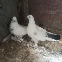 کبوتر|پرنده|فرخ‌شهر, |دیوار