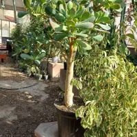 بنسای کراسولا یشم|گل و گیاه طبیعی|کرمانشاه, |دیوار