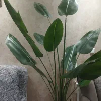 گل دکوری و کاملا نو|گل مصنوعی|شاهینشهر, فیض|دیوار