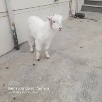 بزغاله ماده|حیوانات مزرعه|نگین شهر, |دیوار