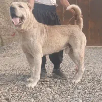 سگ سرابی (پژدر)