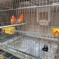 قناری رد فکتور نر|پرنده|کرج, باغستان|دیوار