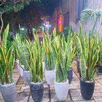 گل وگیاه آپارتمانی سانسوریاشمشیری ابلغ|گل و گیاه طبیعی|مشهد, ایثارگران|دیوار