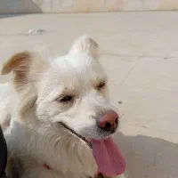 سگ اشتپیز|سگ|کرج, کمال‌شهر|دیوار