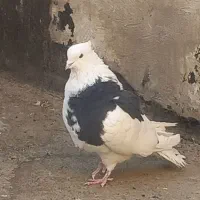 کفتر ابلغ تیک پاره|پرنده|تهران, مسعودیه|دیوار