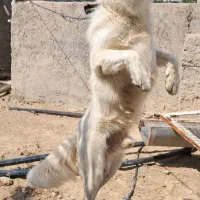 سگ بیابونی|سگ|ارژن, |دیوار