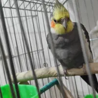 عروس هلندی نر