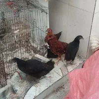 فروش چندتا مرغ خروس جوان