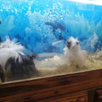 خوکچه هندی|موش و خرگوش|اندیشه, اندیشه فاز ۱|دیوار