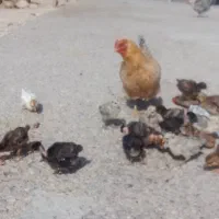 جوجه محلی بامادر