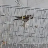 سهره اسطوره دهن لر|پرنده|کرمان, |دیوار