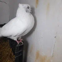 کبوتر ماده