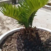 نخل سیکاس ژاپنی