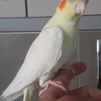 عروس هلندی|پرنده|بوئین زهرا, |دیوار