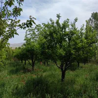 فروش باغ میوه 1050 متری در باغات روستای سیوان|فروش زمین و ملک کلنگی|مرند, |دیوار