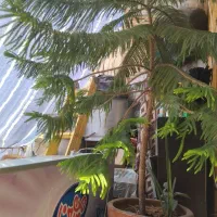 فروش گل زینتی