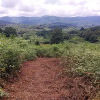 مشارکت کشاورزی در کاشت لوبیا چیتی