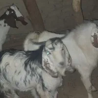 بزه گوشتی|حیوانات مزرعه|کرباسک, |دیوار