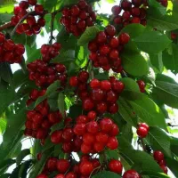 تولید نهال البالو گیسی گلدانی