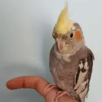 عروس هلندی نر