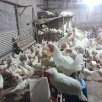 خروس .مشکی و سفید جهت قربانی .تحویل گوشت به خیریه