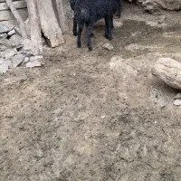 قوچ قره قزل