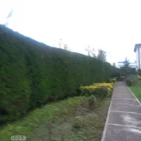 هرسکاری تخصصی با دستگاه و سمپاشی، علف تراش|خدمات باغبانی و درختکاری|چمستان, |دیوار