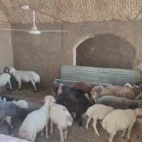 بره|حیوانات مزرعه|یزد, |دیوار