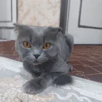 گربه اسکاتیش فوری