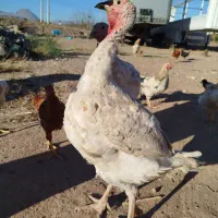 بوقلمون سفید گوشتی