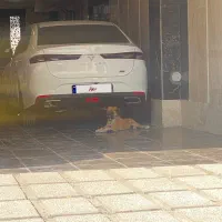 ریسپکت ۲ مدل ۱۴۰۳ بی رنگ