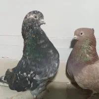 کفتر تهرانی سرور کشیده