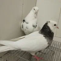 یجفت کبوتر طوقی نر و ماده کار داده و آماده جفتن|پرنده|اصفهان, مارچین|دیوار