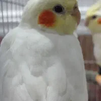 جوجه عروس هلندی|پرنده|باوی, |دیوار