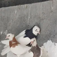 طوقی خوب و درجه یک بدون یک پر غلط