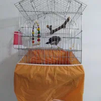 مرغ مینا|پرنده|کرمانشاه, |دیوار