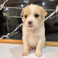 سگ...دوعدد توله جیبی|سگ|مشهد, هفت تیر (نه دره)|دیوار