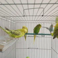 ۵ عدد مرغ عشق با ترکیب رنگ بسیار خاص باهم با تخفیف