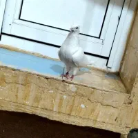 کبوتر سفید ماده|پرنده|چرداول, |دیوار