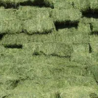 خربدار یونجه نقد روی باسکول