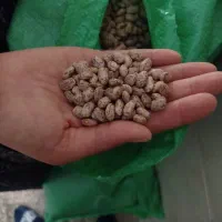 لوبیا چیتی محلی سراب