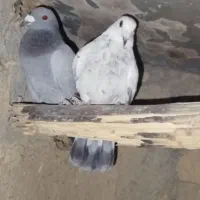 دو عدد کفتر خوب