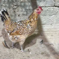 مرغ گلین لری با جوجه|حیوانات مزرعه|هشتگرد, هیو|دیوار