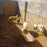 میش وبره ۳راس باهم ۶۵